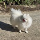 봉화강아지마을 이미지