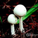 대표적인 독버섯 `독우산광대버섯` 이미지