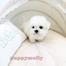 부산강아지분양 퍼피몰리 이미지