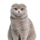 스코티시 폴드(Scottish Fold cat) 이미지