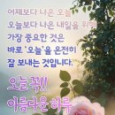 🍁11월13일 출석합니다 ~ 이미지