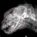 펫스토리 동물병원 이미지