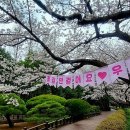 얼마나 아름답길래 “10년 동안 사랑 받았다”… 3월 놓치면 후회할 봄 축제 이미지