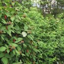 함평천지복분자영농조합법인 이미지