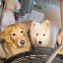 도그라운드 이미지