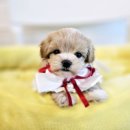 김해 해피몽 김해강아지분양 고양이분양 이미지