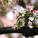 사과꽃 향기는 바람 이미지