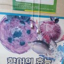 논뚜렁 메기