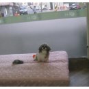 여시발바닥 이미지