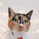 이쁘면다냥 이미지