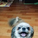 봄날동물의료센터 이미지