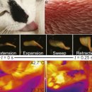 [과학카페] 고양이 혓바닥이 까끌까끌한 이유 이미지