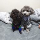 블랙벨트 GYM 이미지