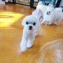 엔조이펫 이미지