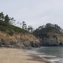 관매도곰솔