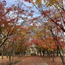 필매헌 | 서울지하철여행 양재시민의숲 매헌시민의숲 단풍 주차장