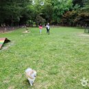 강아지 숲 이미지