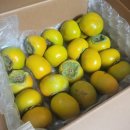 부유네 | [가을과일] 부유단감 &#34;고당도 창원 단감 3kg&#34; 후기
