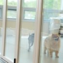 옐레드 애견유치원 & 호텔 고양덕은점 이미지