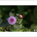 안산 식물원 이미지