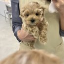 서산동물병원 | 서산애견분양 편안하게 데려왔어요