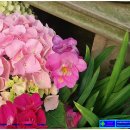 프리지아 이미지