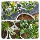 수촌농장 이미지