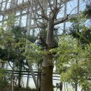 바오밥나무기타 | [세마일] 국립세종수목원 방문 후기