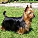 애견백과 - 오스트레일리안 실키 테리어 (Australian silky terrier) 이미지