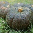 슬기농장 이미지