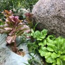 소여 민박 이미지