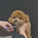 예쁘개해줄개 이미지