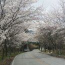 벚꽃테라피