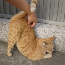 고뷰티