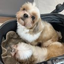 힐링동물병원 이미지