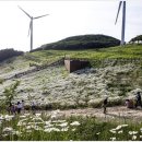 희망의 꽃 이미지