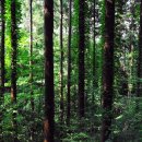 편백나무숲민박 이미지