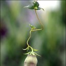 들꽃편지 이미지