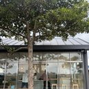 하토우 - 강서구 화곡로24길 53 | 제주 동쪽 구좌읍 카페 추천/ 카멜커피, 아베베, 하토우카페 후기