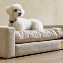 위드펫(with pet) 이미지