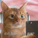 나와고양이 이미지