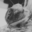 네오메디컬동물병원 이미지