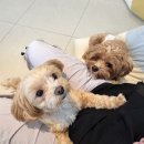 바나개 애견유치원 호텔 이미지