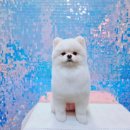 예쁘다 펫살롱 이미지