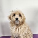 안나 펫 살롱 이미지