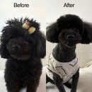 트레밍MM 이미지