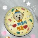 더멍멍 | 강아지 케이크 주문 후기 / 멍멍과자점 후기 🎂 🐶