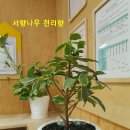 서향