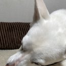 트릿츄잇 네이버블로그