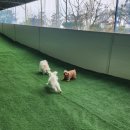 라온마당